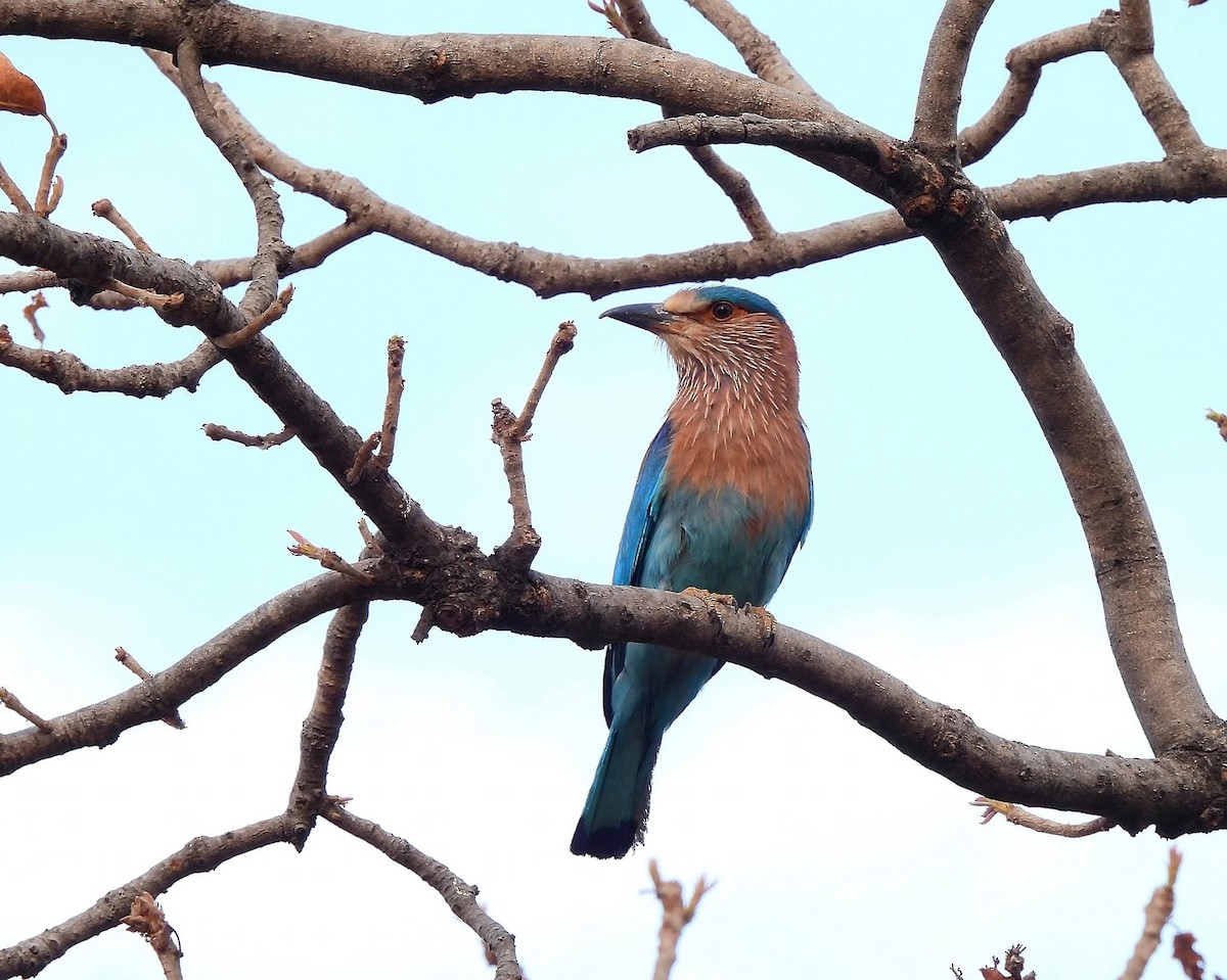 インドブッポウソウ - ML654625023