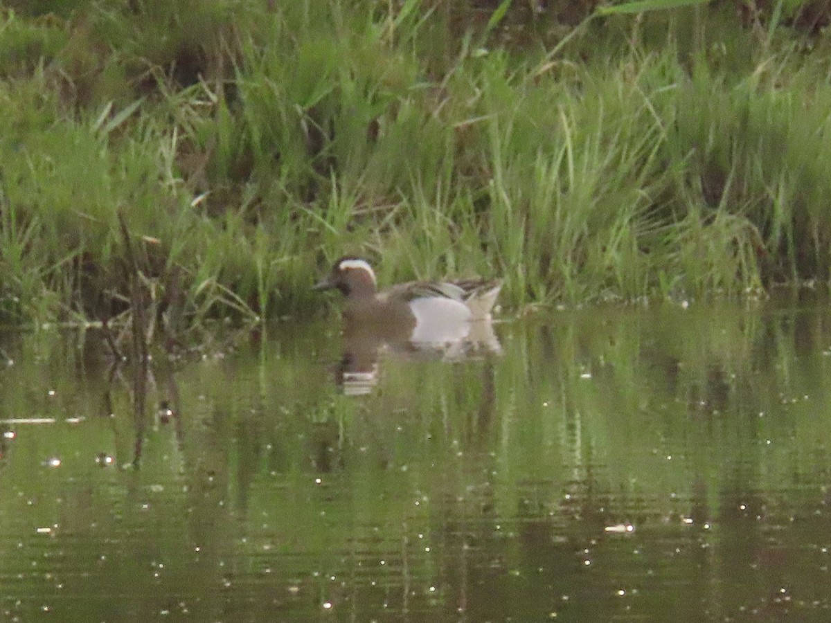 シマアジ - ML654625029