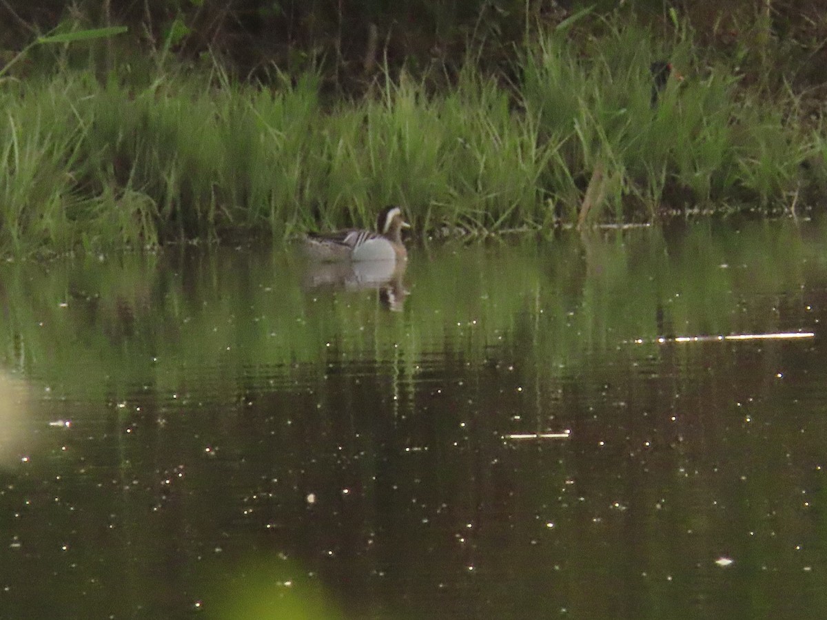 シマアジ - ML654625030