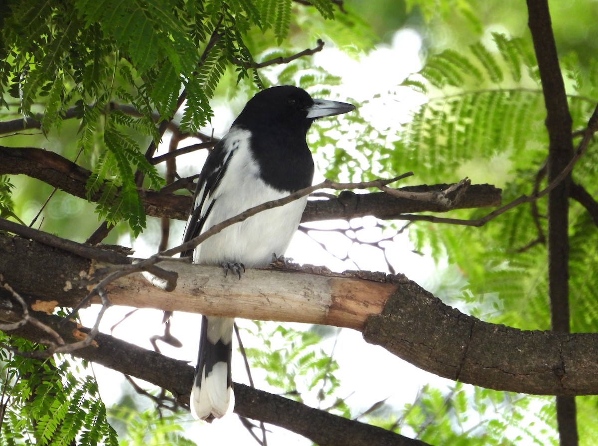 ノドグロモズガラス - ML654625031