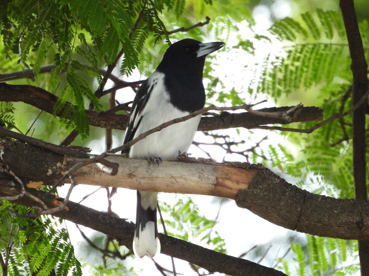 ノドグロモズガラス - ML654625032