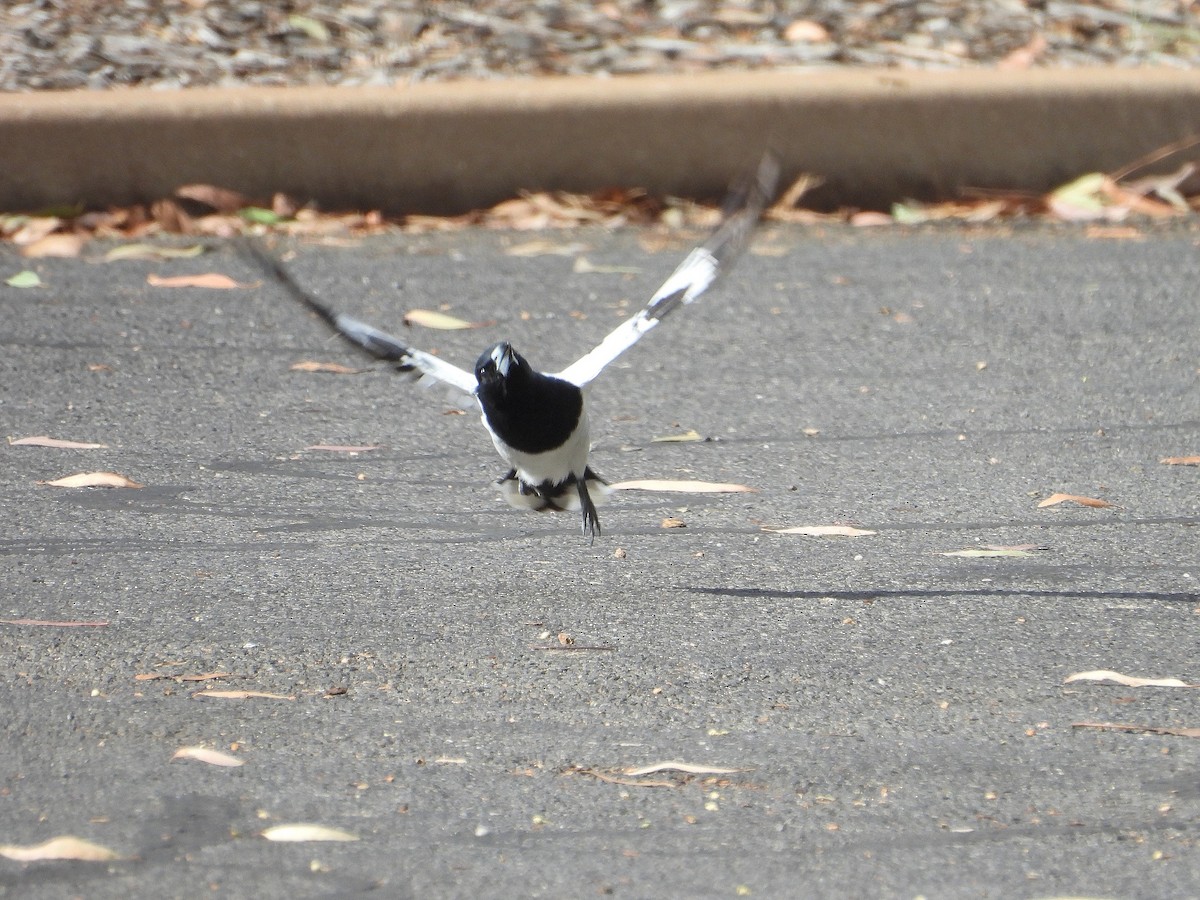 ノドグロモズガラス - ML654625033