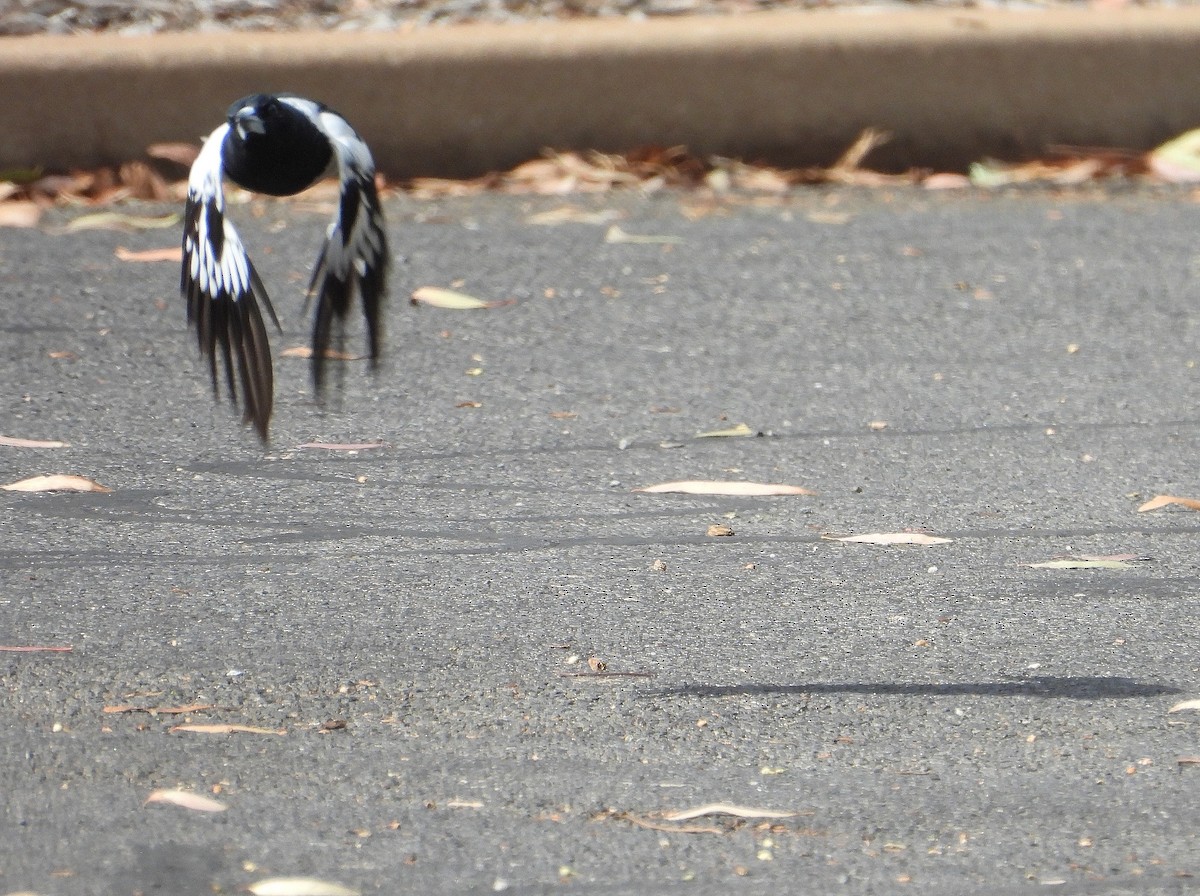 ノドグロモズガラス - ML654625034