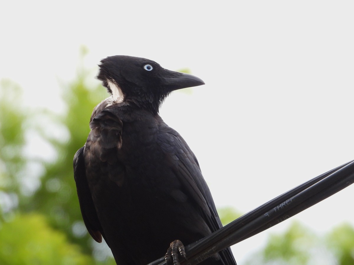 ミナミコガラス - ML654625035