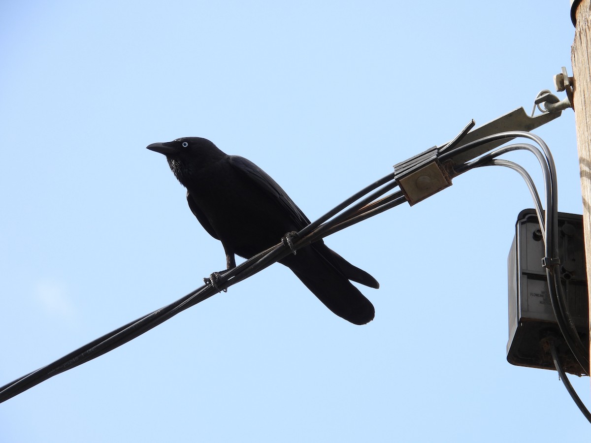 ミナミコガラス - ML654625036