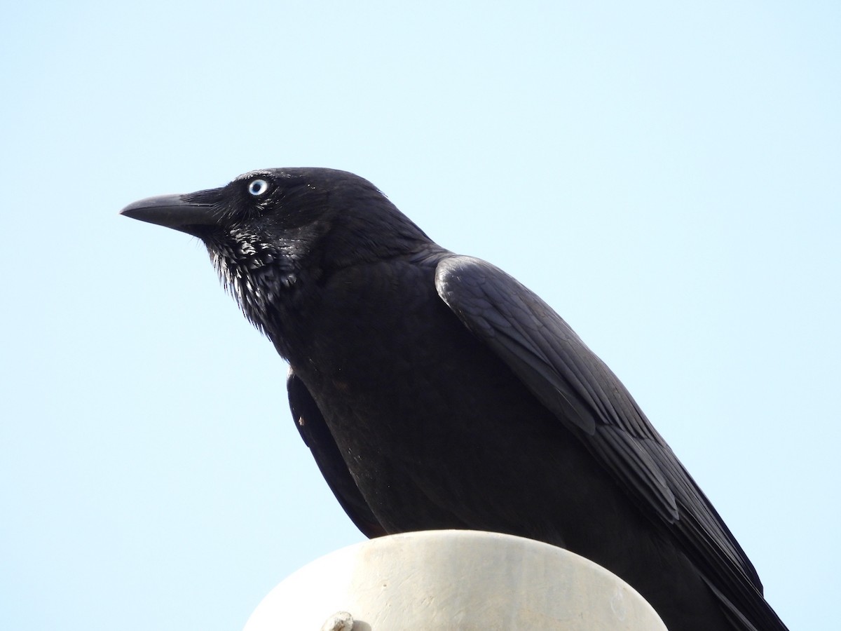 ミナミコガラス - ML654625037