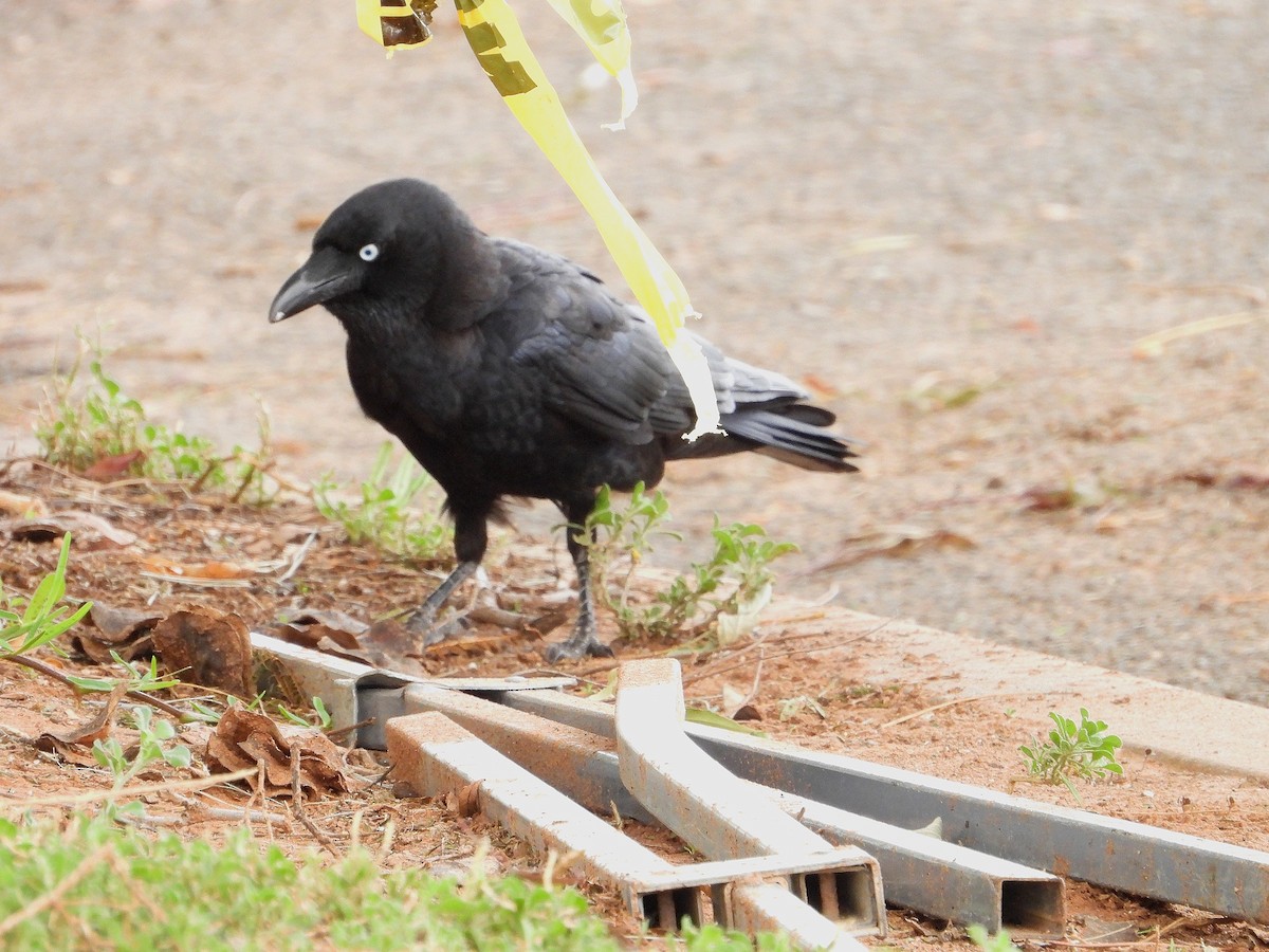 ミナミコガラス - ML654625038