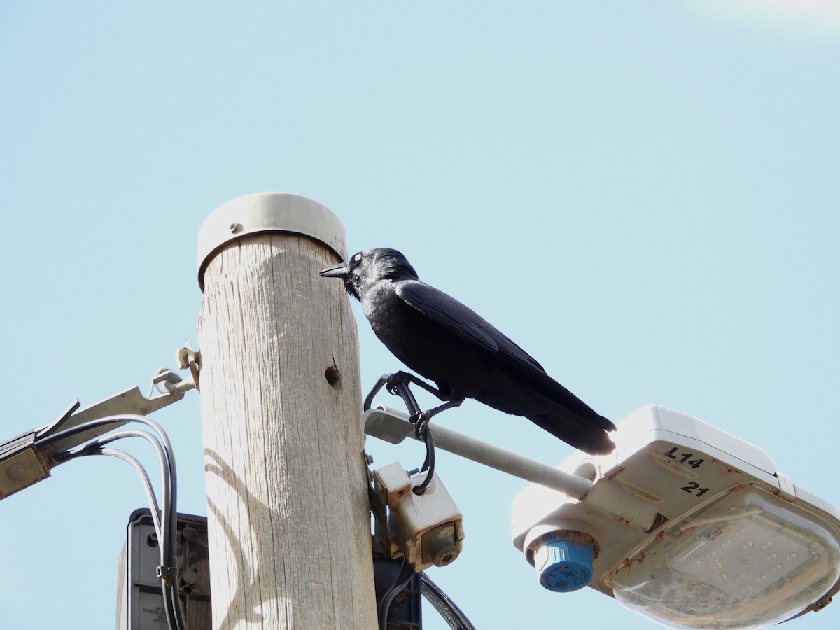 ミナミコガラス - ML654625039