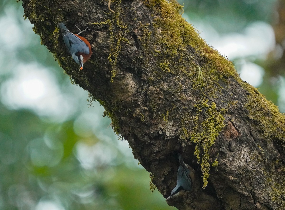 クリハラゴジュウカラ - ML654625040