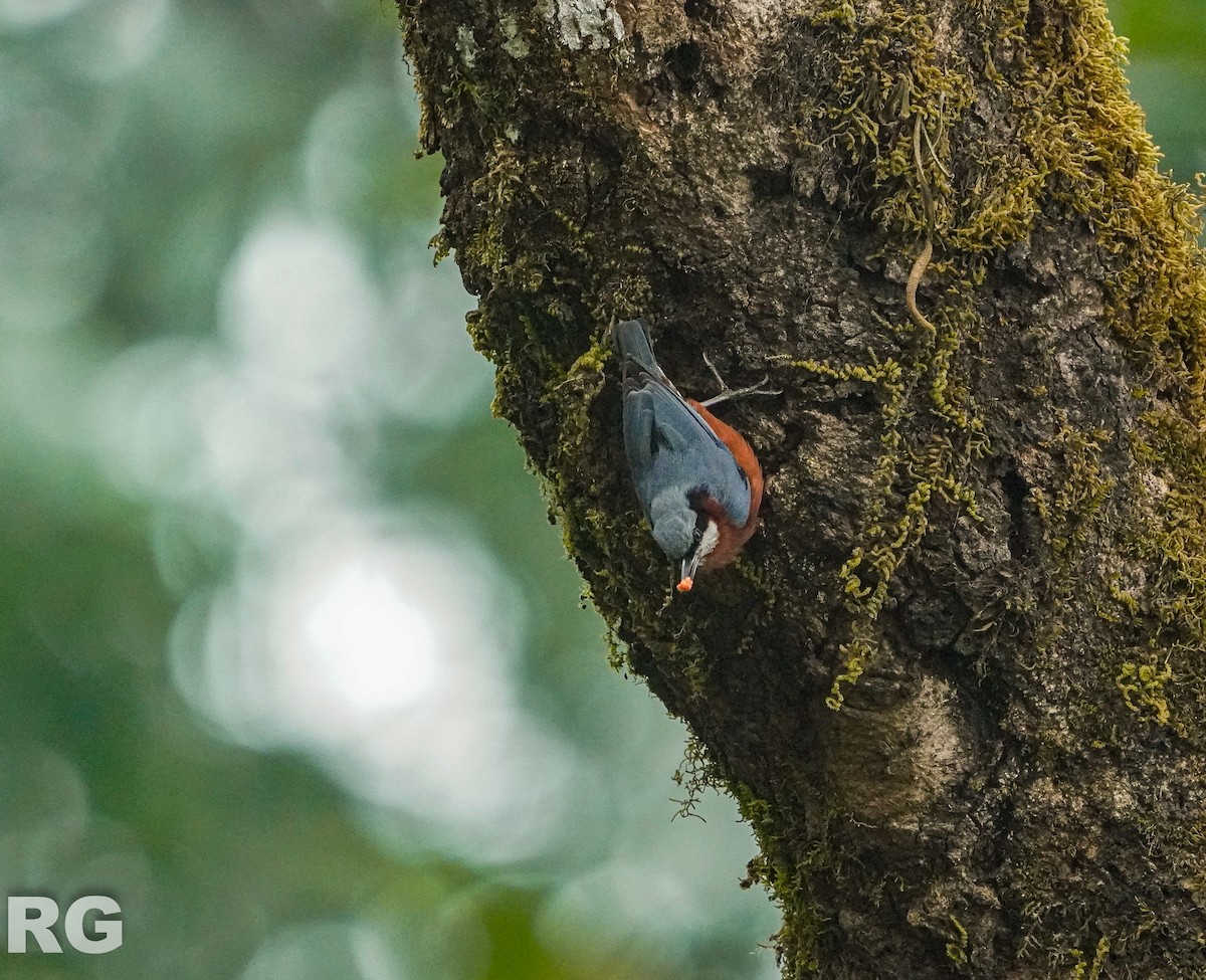 クリハラゴジュウカラ - ML654625041