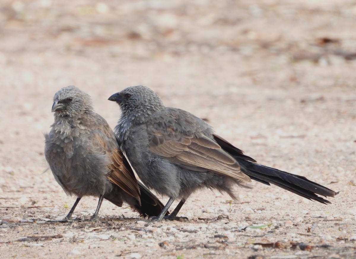 ハイイロツチスドリ - ML654625045