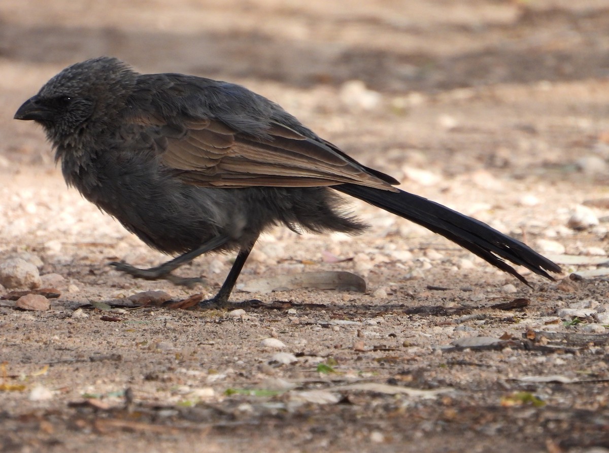 ハイイロツチスドリ - ML654625046