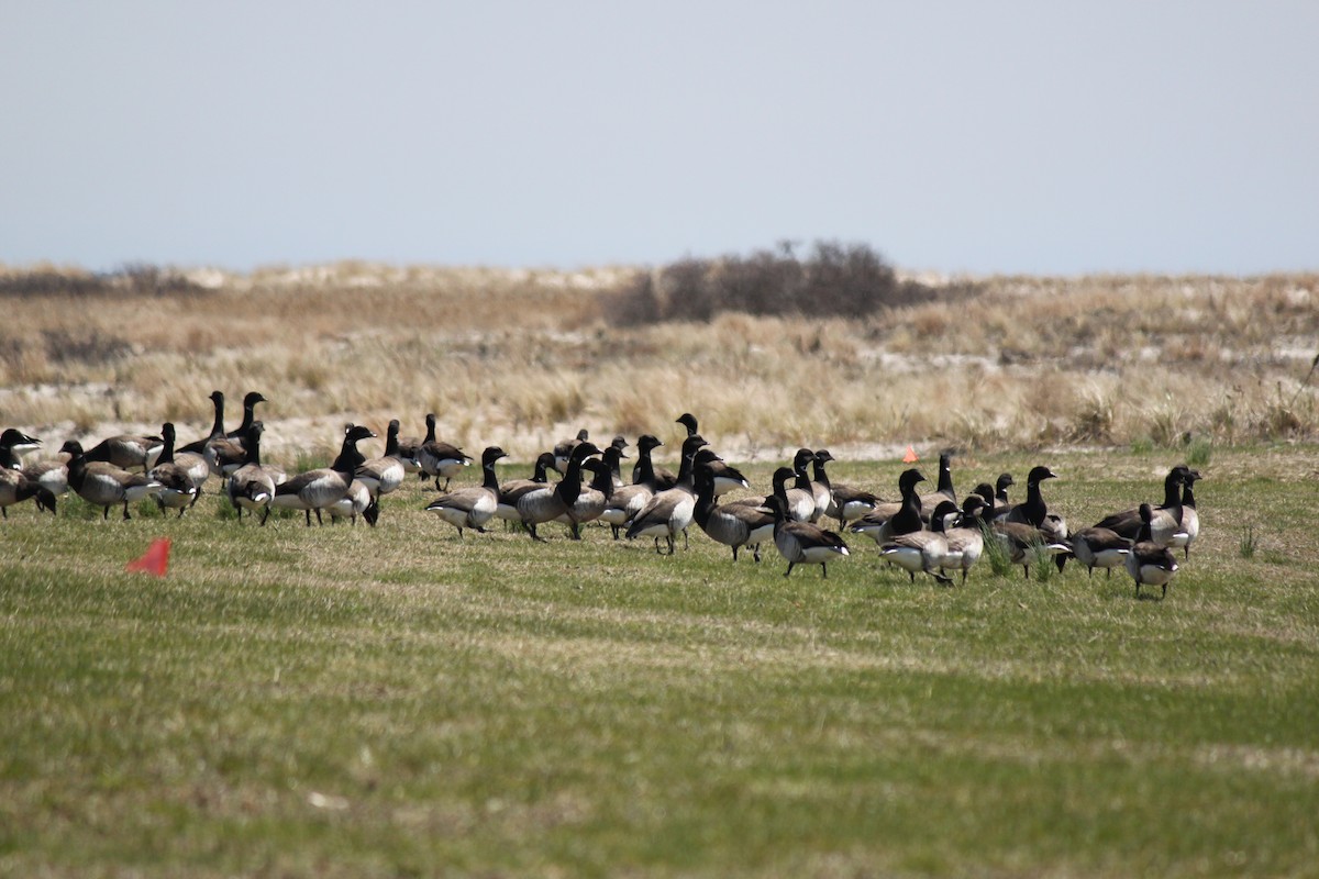 コクガン - ML654625049