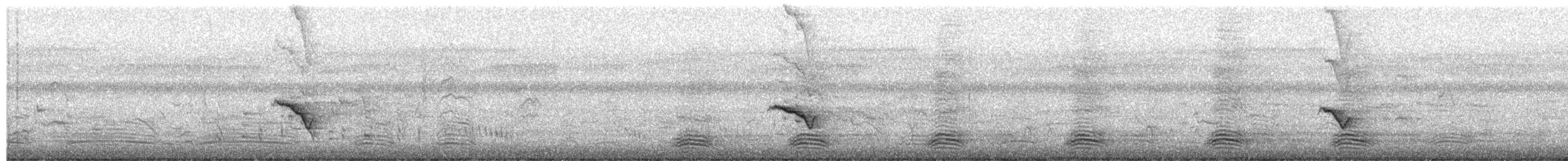 Schlichtmantel-Dickkopf - ML654625146