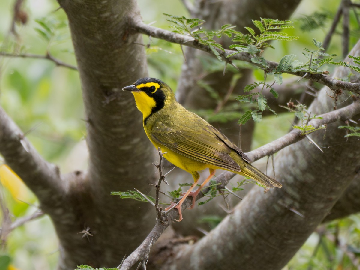 kentuckyparula - ML654625955