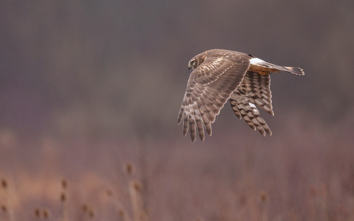 Mirotz zuri iparramerikarra - ML654626331