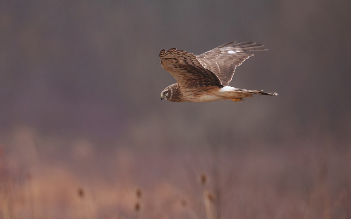 Mirotz zuri iparramerikarra - ML654627292