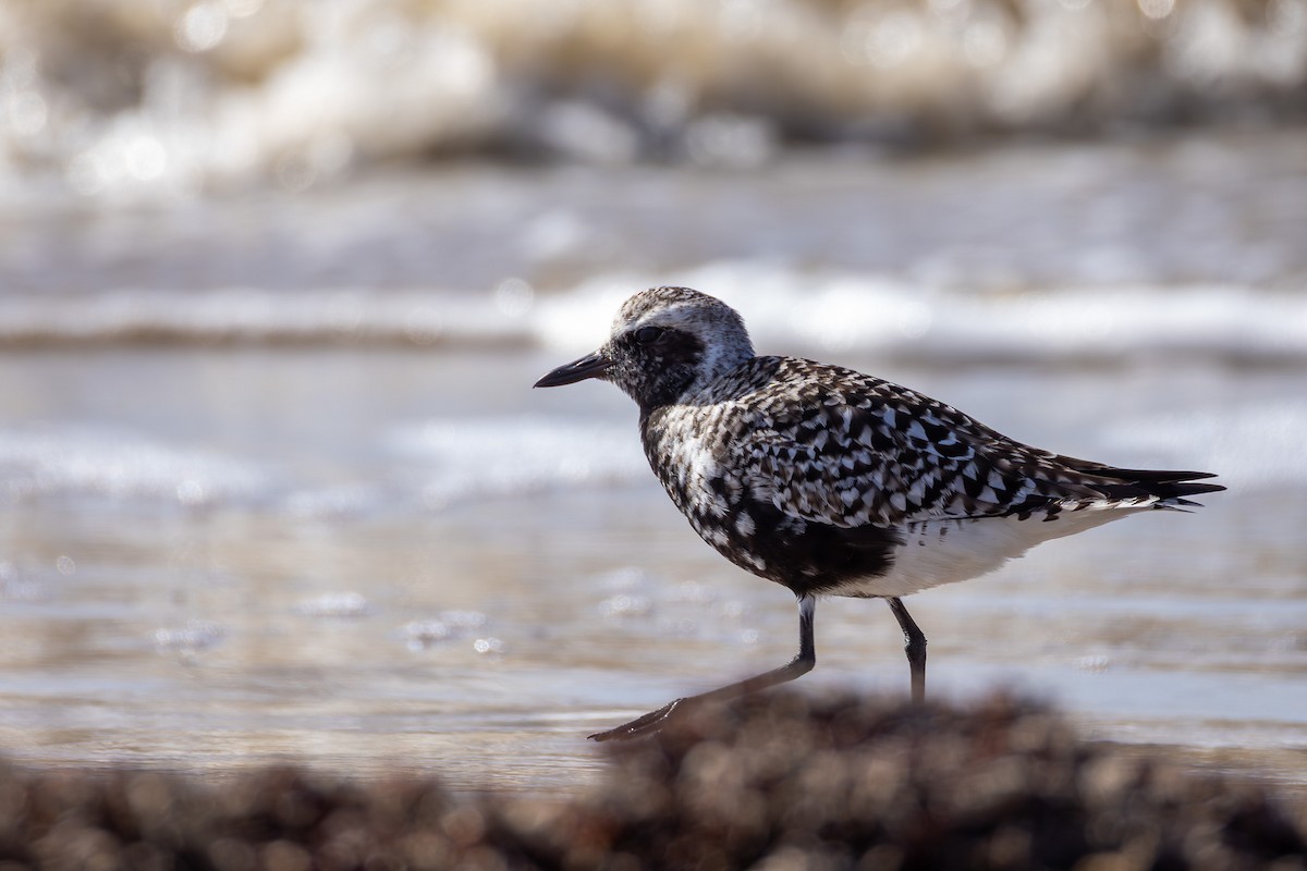 eBird Checklist - 9 Apr 2026 - Sea Rim SP (UTC 027) - 46 species