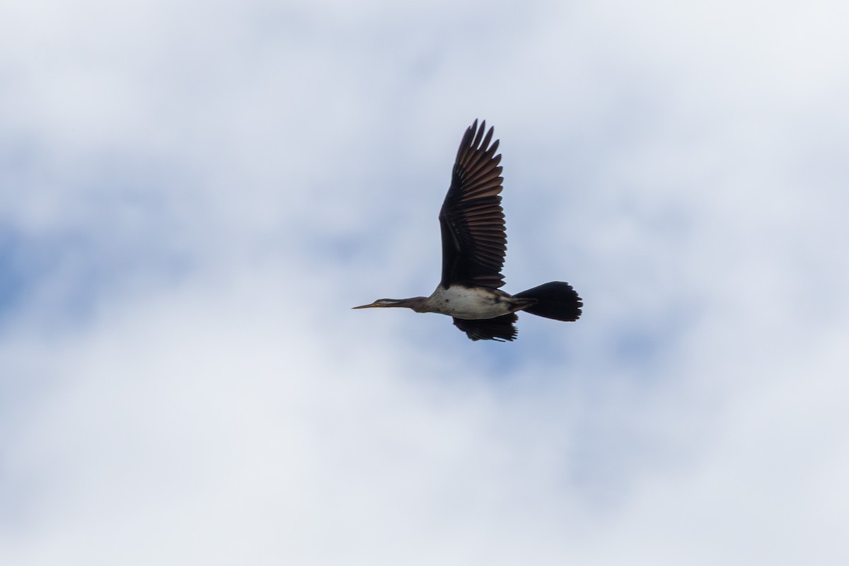 Australasian Darter - ML654627783