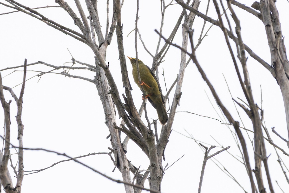 Bell Miner - ML654627788
