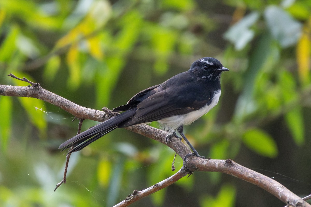 Willie-wagtail - ML654627795