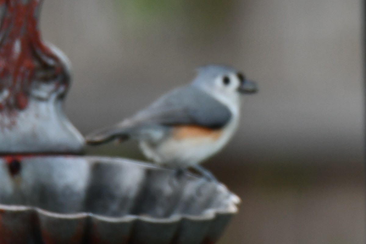 Tufted Titmouse - ML654627896