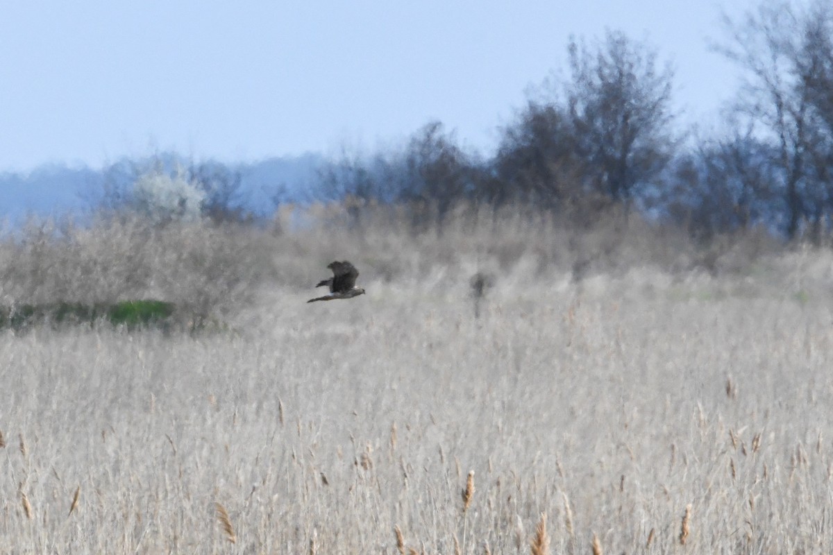 Mirotz zuri iparramerikarra - ML654628904