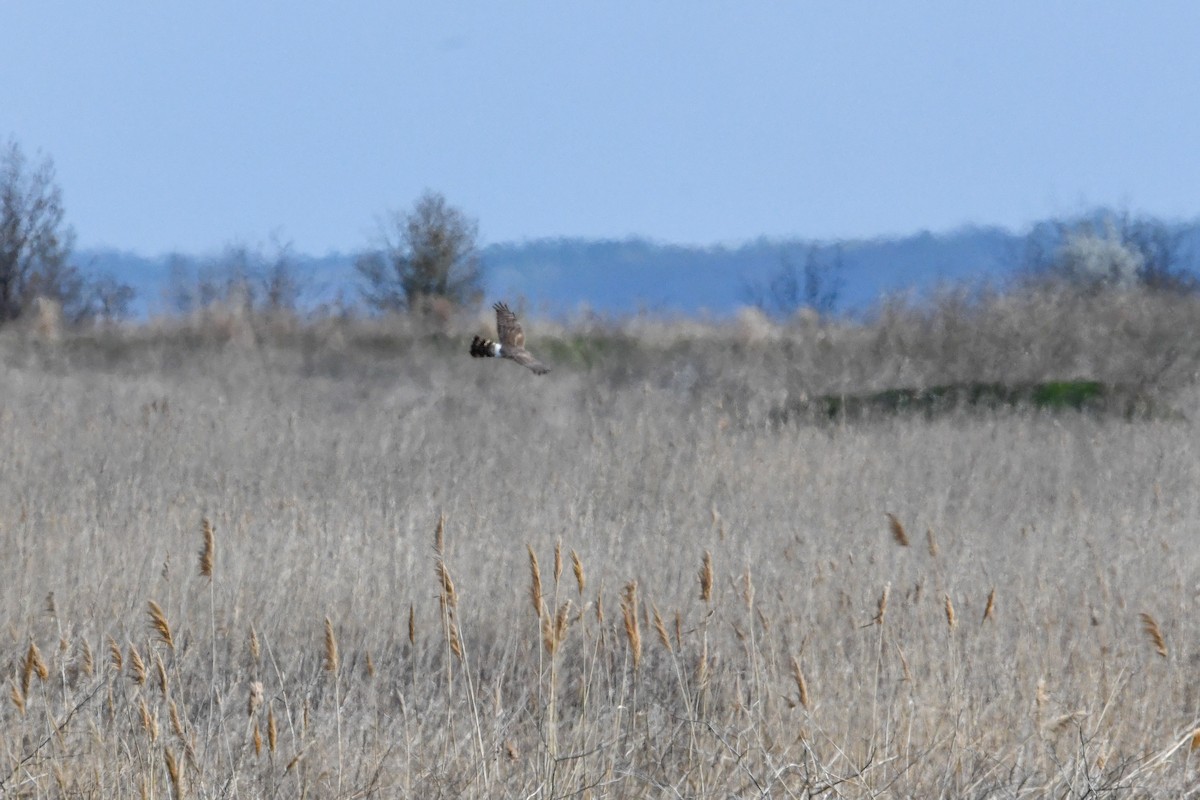 Mirotz zuri iparramerikarra - ML654628905