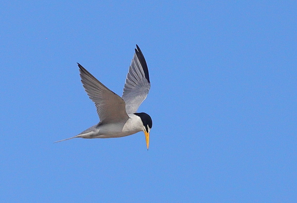 Least Tern - ML654628931