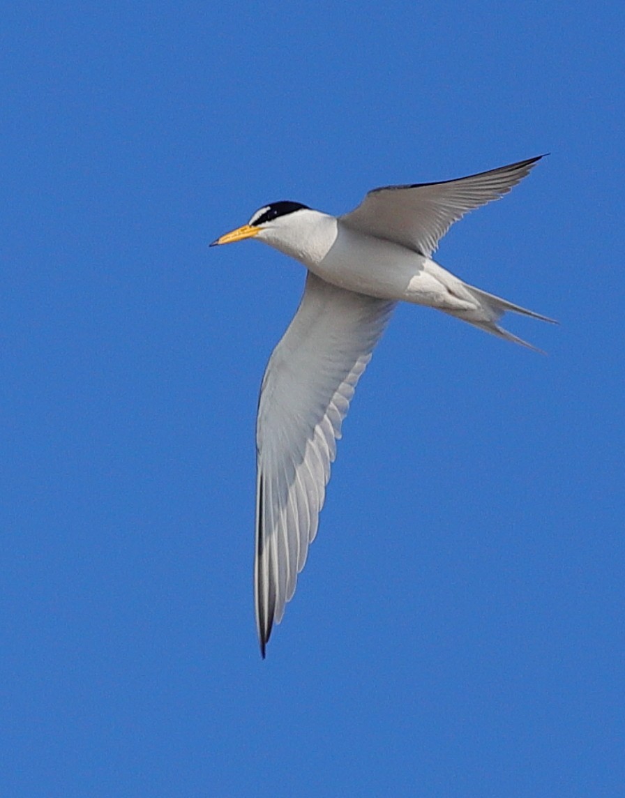 Least Tern - ML654628932