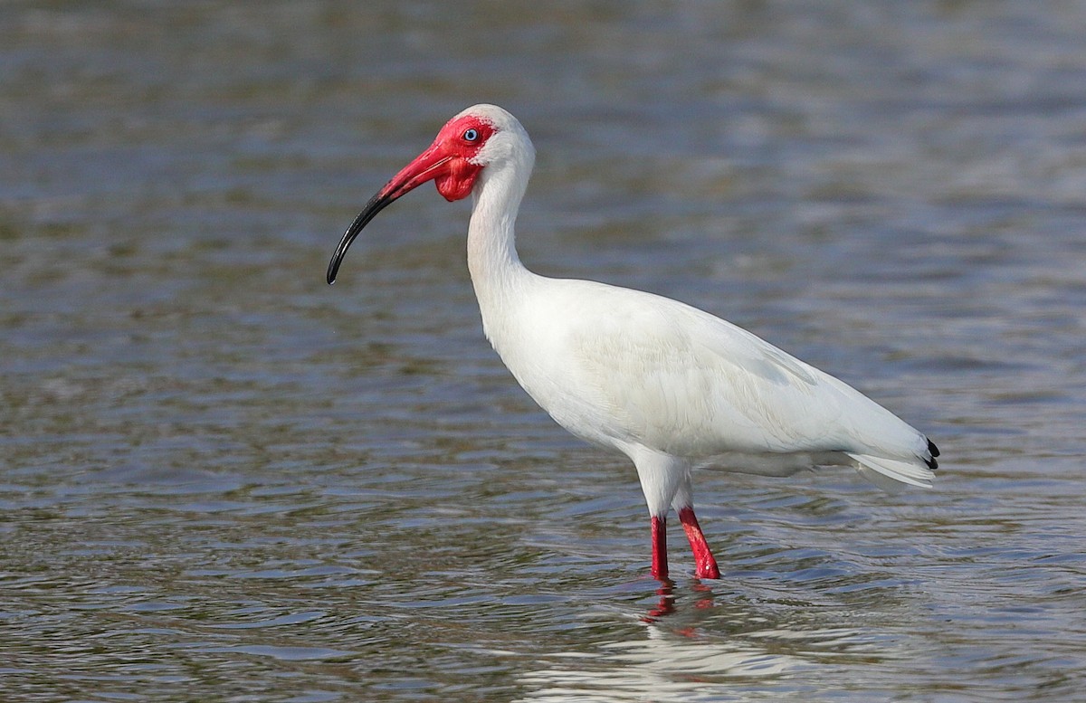 White Ibis - ML654629031