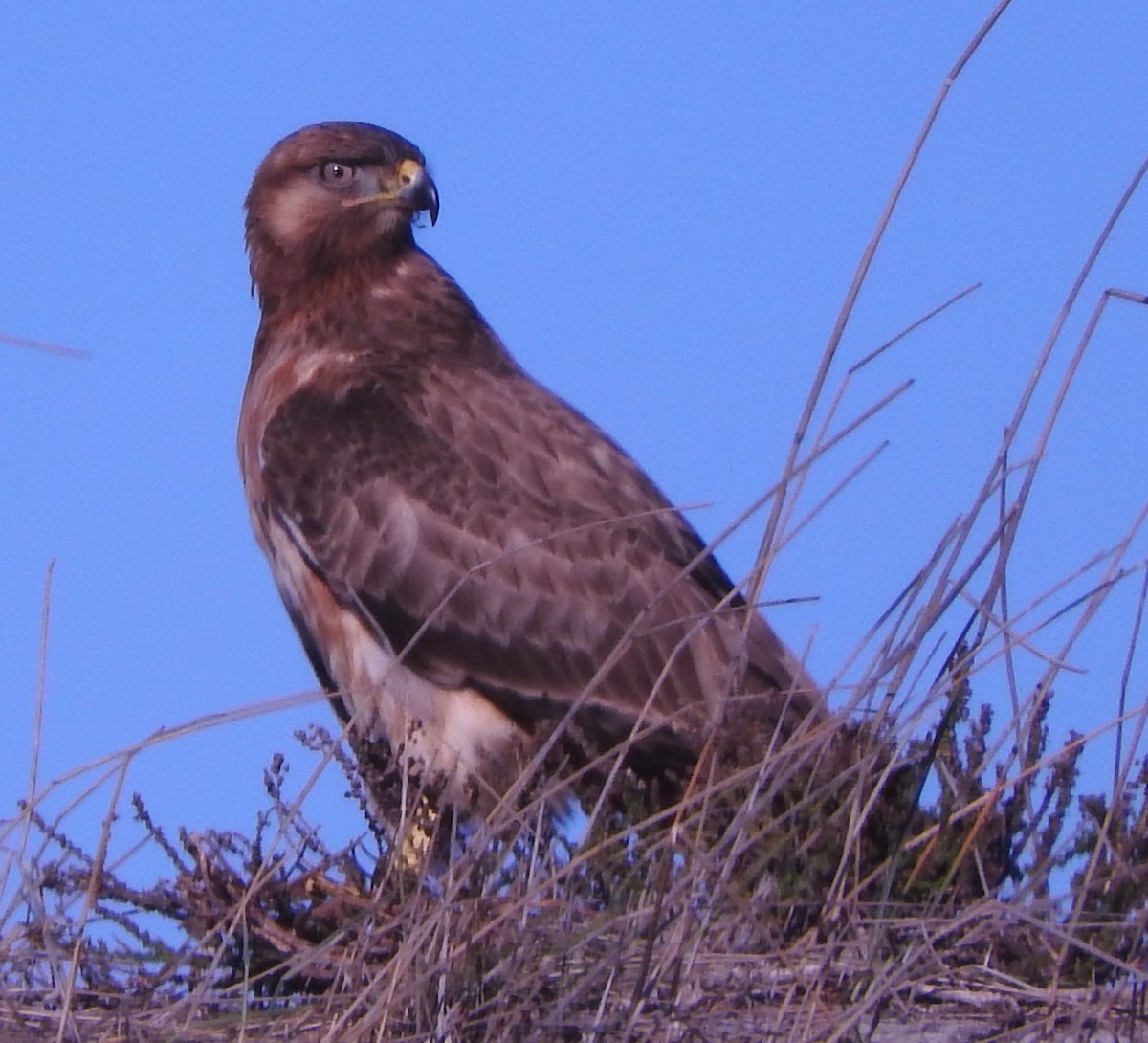 sjakalvåk - ML654629223