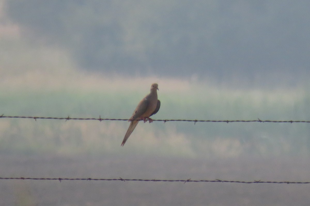 Mourning Dove - ML65463131