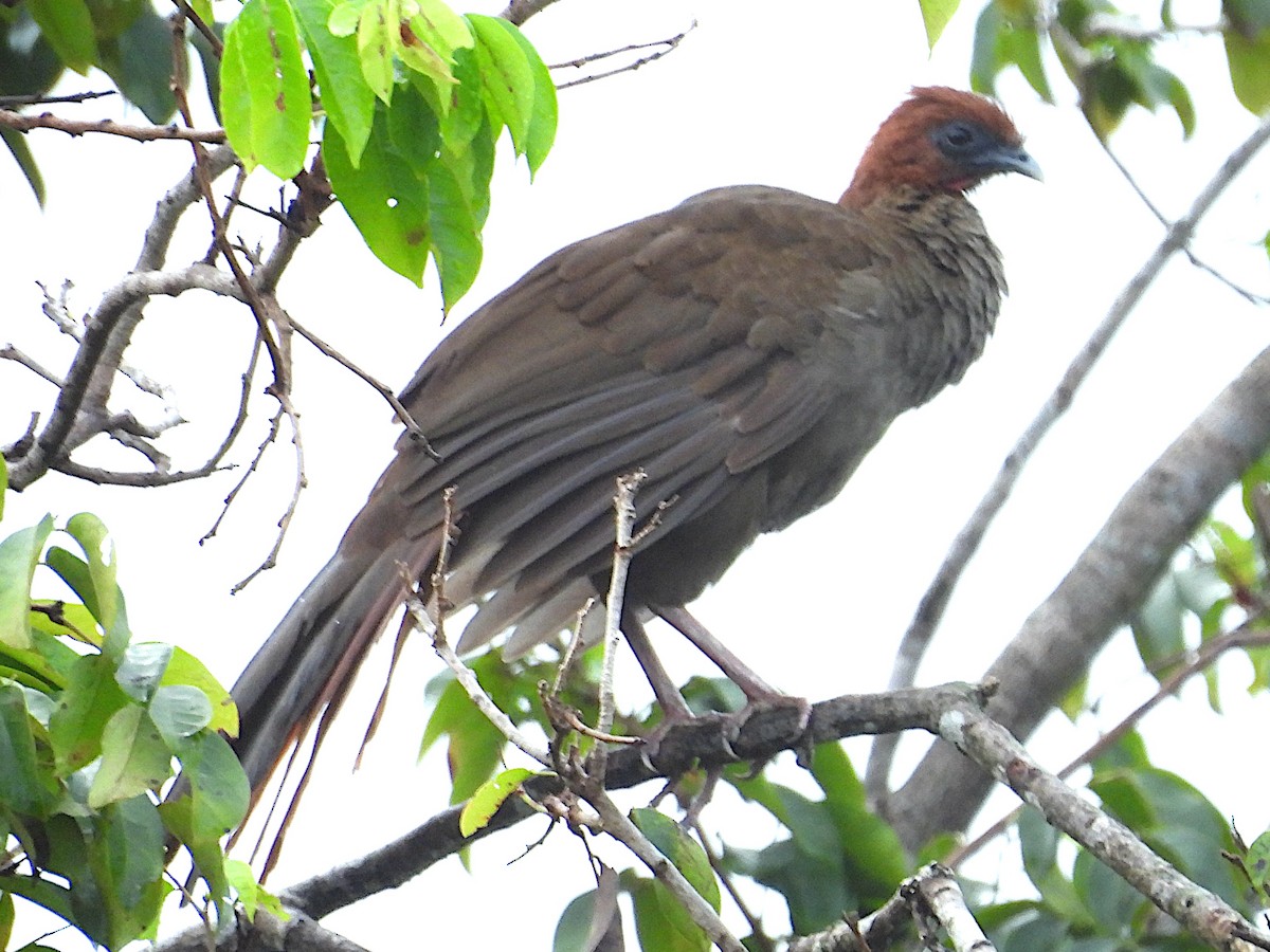 Chachalaca Guayanesa - ML654631485
