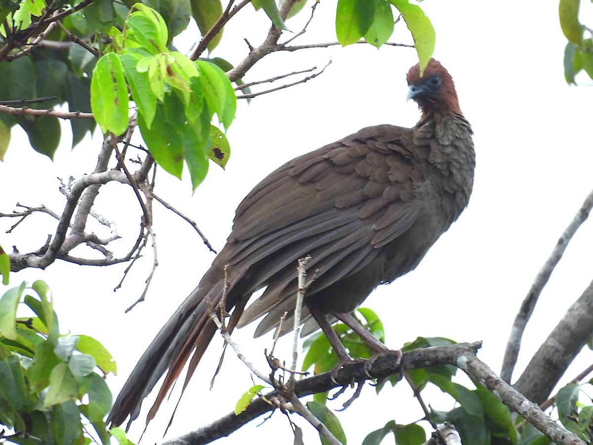 Chachalaca Guayanesa - ML654631486