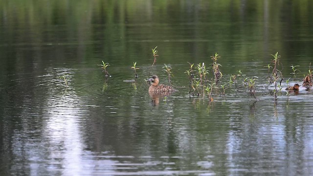 White-backed Duck - ML654631757