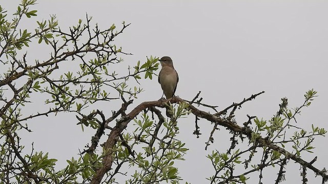 Kuzeyli Taklitçi - ML654631866