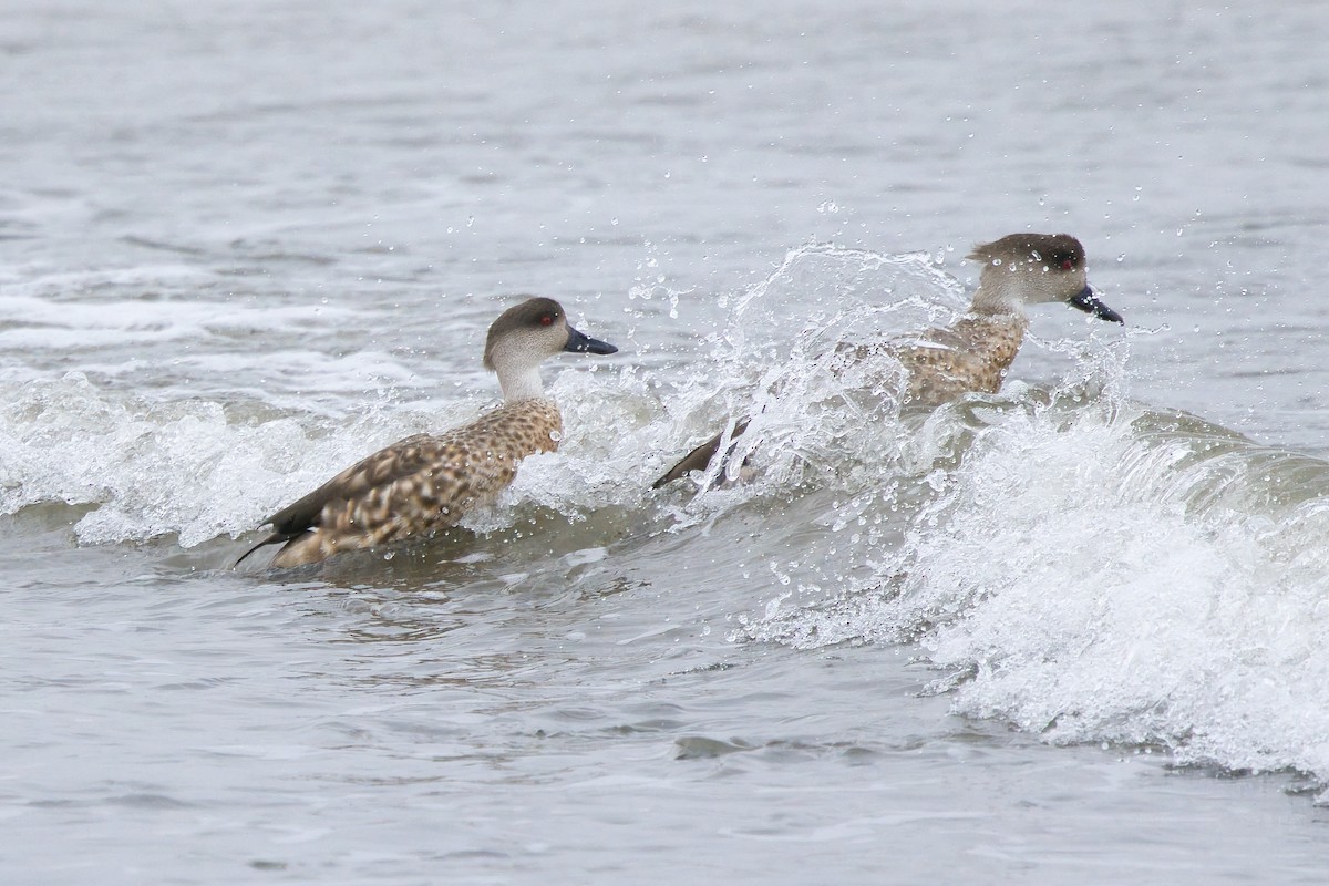 duskand - ML654633490