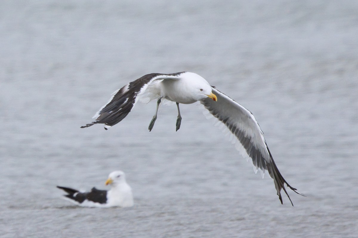 taremåke - ML654633496