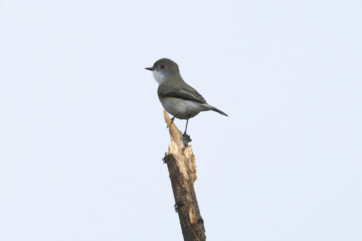 rødøyetyrann - ML654633511