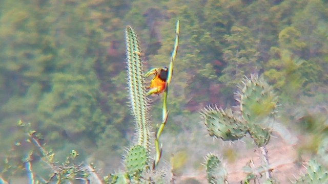 Venezuelan Troupial - ML654634764