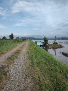 Tempasuk Plain--Jalan Sangkhir Rice Paddies/Wetland, Sabah, Malaysia ...