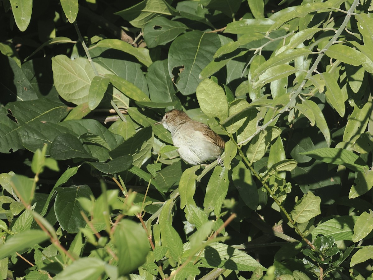 Terrestrial Brownbul - ML654635961