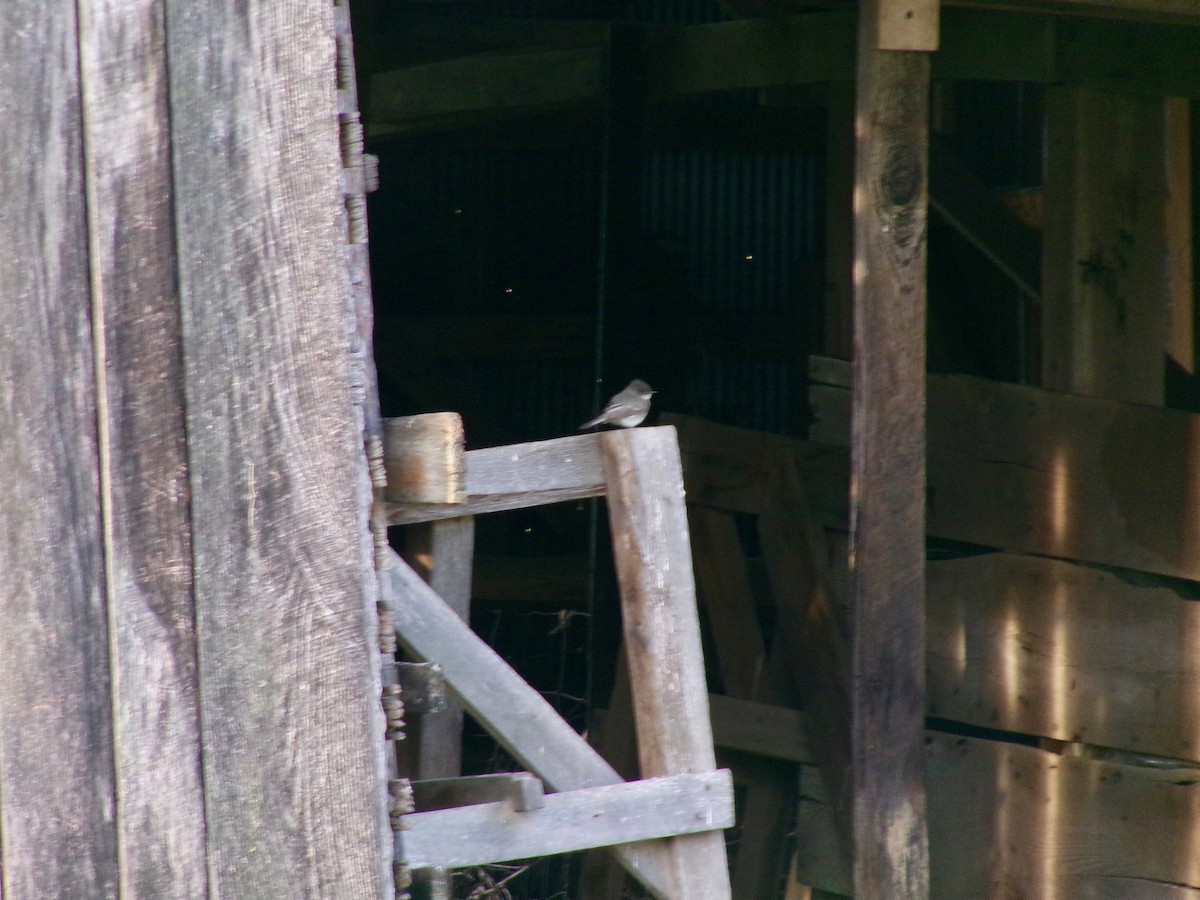 eBird Checklist - 10 Apr 2026 - Frank Lyne's Farm (Private) stakeout ...