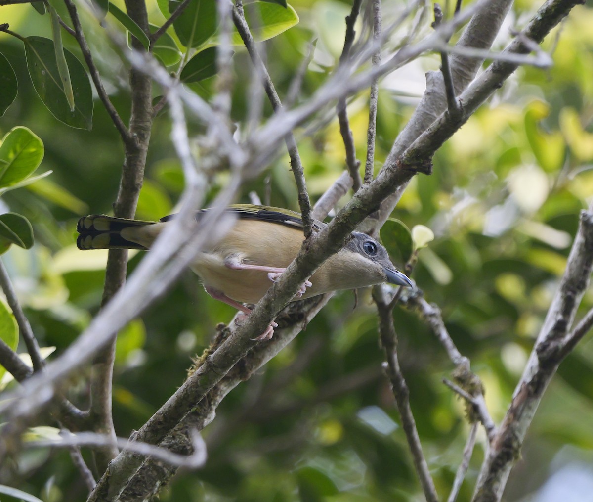 White-browed Shrike-Babbler - ML654636067