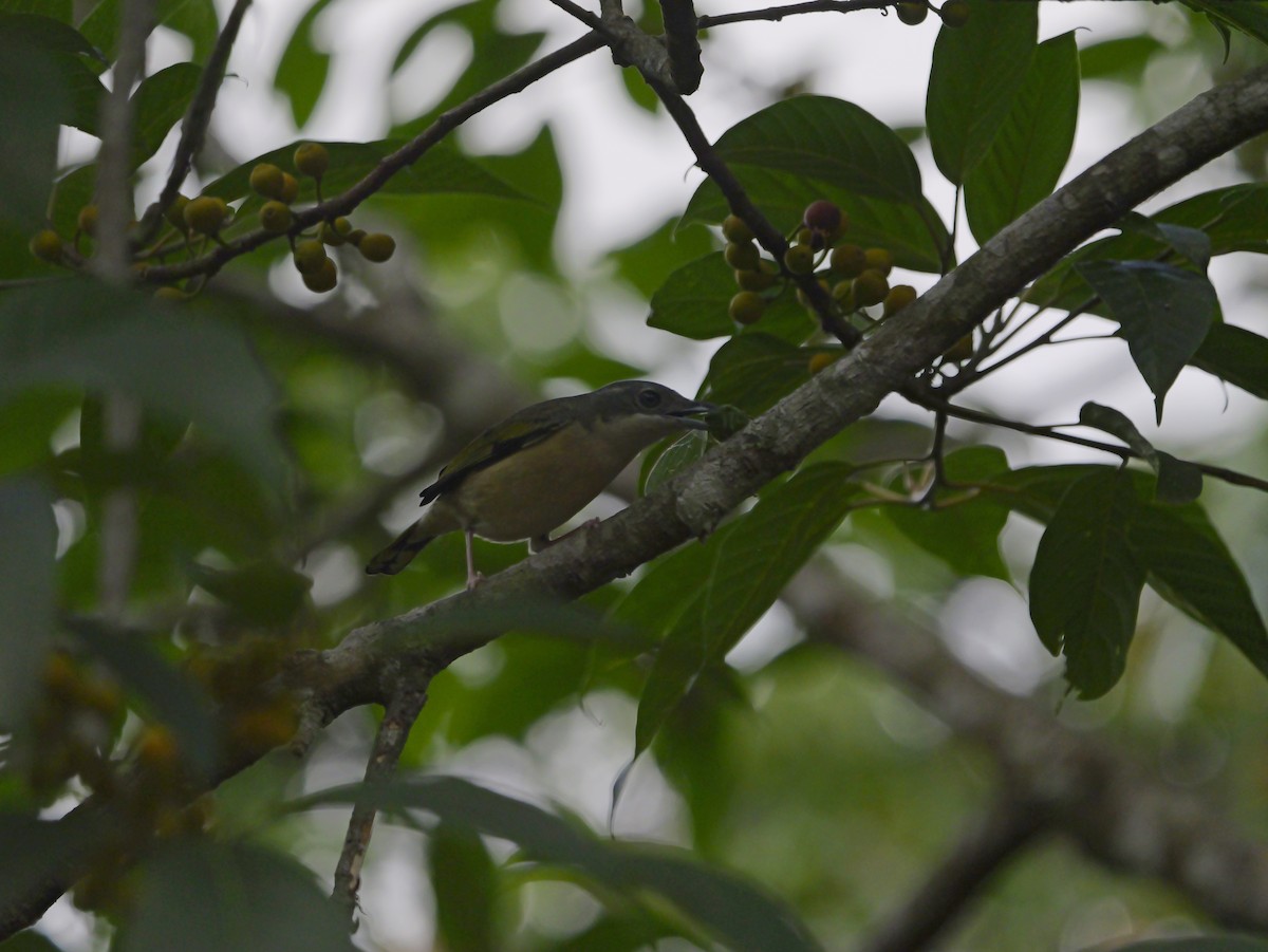 White-browed Shrike-Babbler - ML654636098