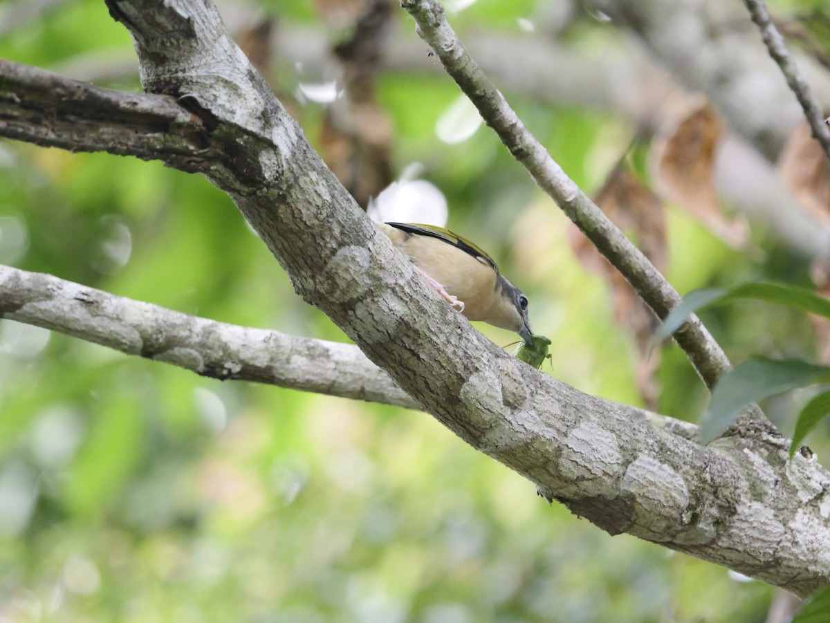 White-browed Shrike-Babbler - ML654636120