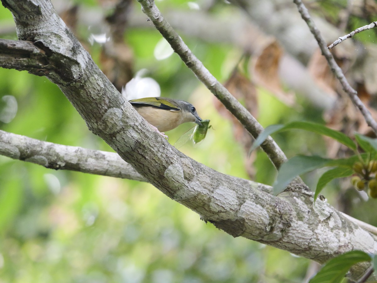 White-browed Shrike-Babbler - ML654636141