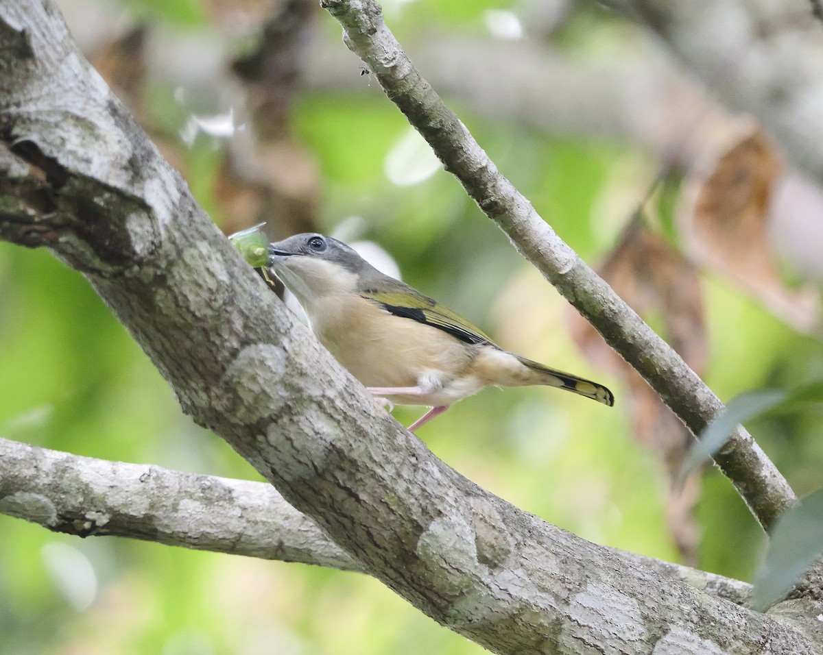 White-browed Shrike-Babbler - ML654636159