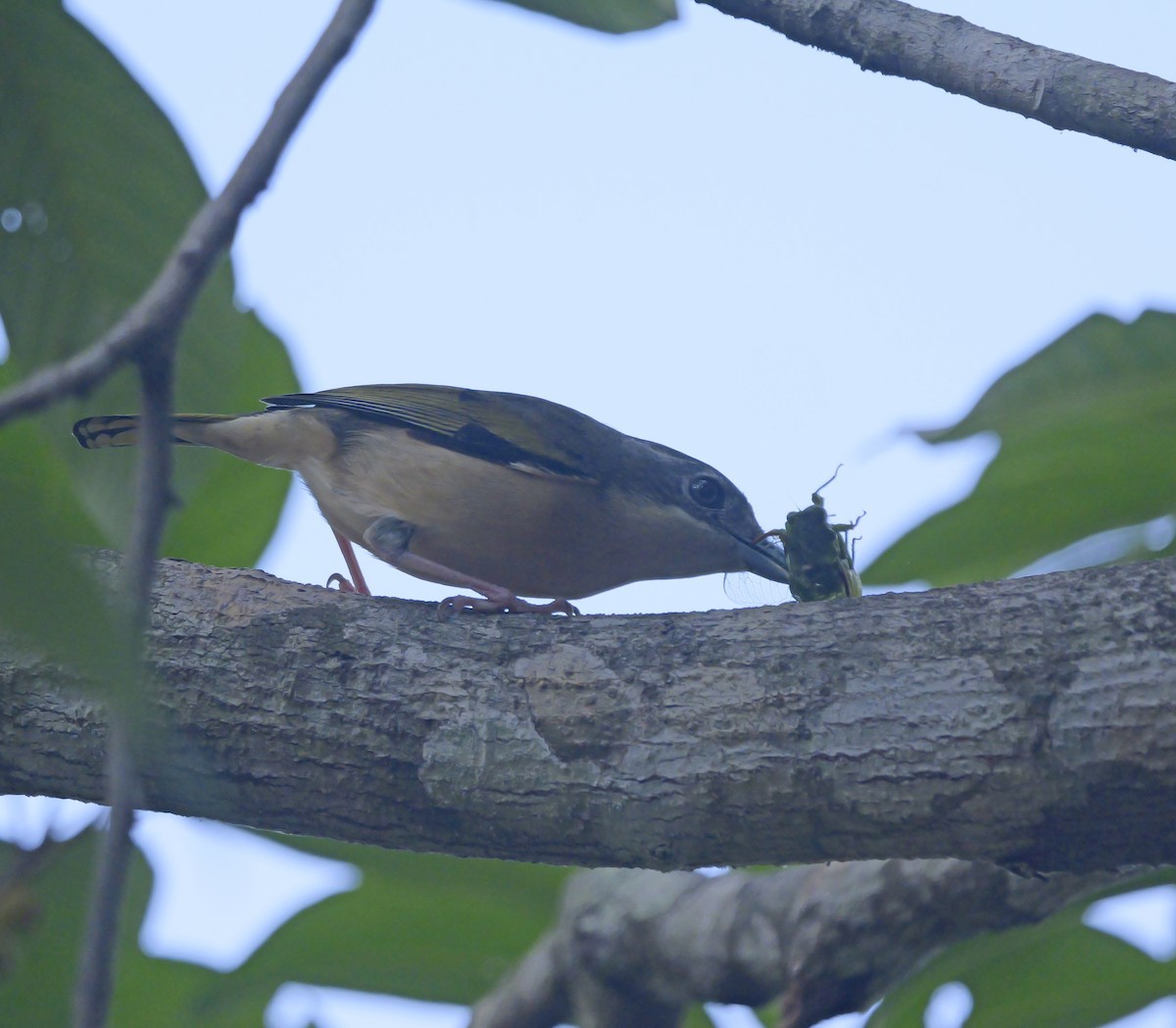 White-browed Shrike-Babbler - ML654636199